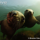 Illustration for article titled Pinnipednesday - Eumetopias jubatus Edition
